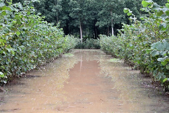 Samsun’da aşırı yağış nedeniyle bazı fındık bahçelerini su bastı…